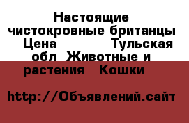 Настоящие чистокровные британцы! › Цена ­ 5 000 - Тульская обл. Животные и растения » Кошки   